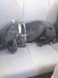 Neguinho