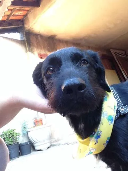 Cachorro ra a Vira-lata idade 1 ano nome Neguinho