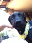 Neguinho