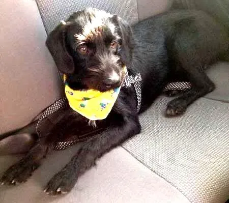 Cachorro ra a Vira-lata idade 1 ano nome Neguinho