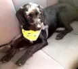 Neguinho