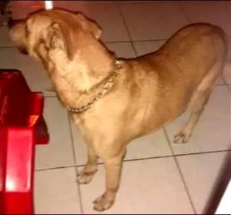 Cachorro ra a Labrador, mas não puro idade 6 ou mais anos nome  Boris