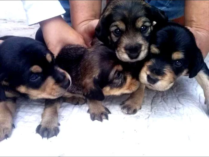 Cachorro ra a indefinida idade Abaixo de 2 meses nome sem nome