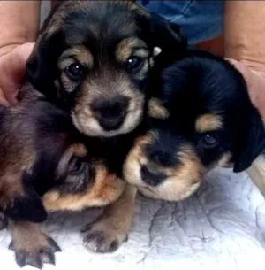 Cachorro raça indefinida idade Abaixo de 2 meses nome sem nome