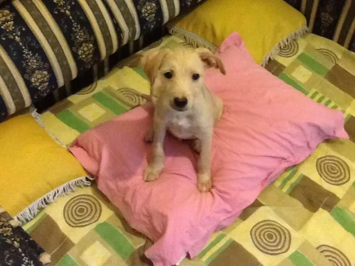 Cachorro ra a RND idade 2 a 6 meses nome Suki