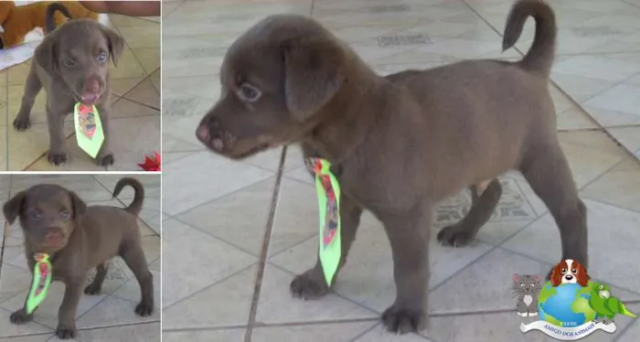 Cachorro ra a Diversas idade  nome Lindos animaizinhos