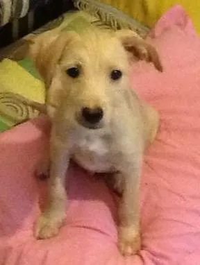 Cachorro ra a RND idade 2 a 6 meses nome Suki