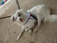 Lindos cães