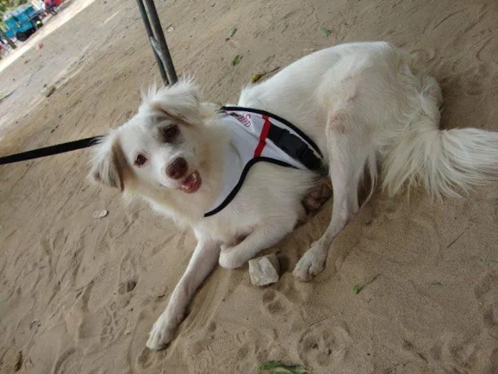 Cachorro raça Diversas idade  nome Lindos cães