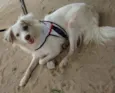 Lindos cães