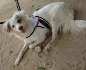 Cachorro raça Diversas idade  nome Lindos cães