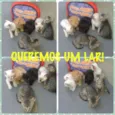 Lindos Gatinhos...