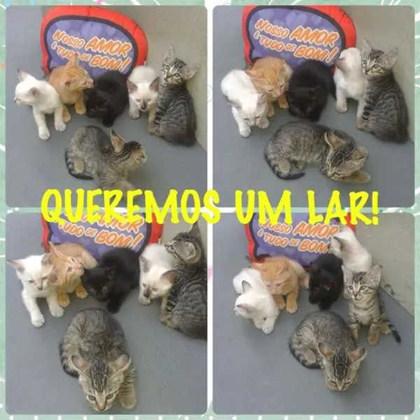 Cachorro raça Diversos idade  nome Lindos Gatinhos...