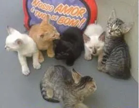 Cachorro raça Diversos idade  nome Lindos Gatinhos...