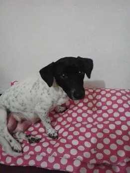 Cachorro ra a Indefinida (parece fox) idade 1 ano nome sem nome