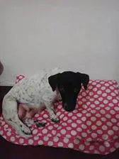 Cachorro ra a Indefinida (parece fox) idade 1 ano nome sem nome