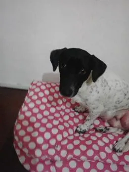 Cachorro ra a Indefinida (parece fox) idade 1 ano nome sem nome