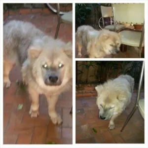 Cachorro raça Chow Chow c vira lata idade 2 anos nome Melke