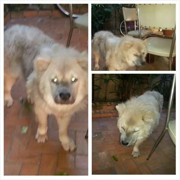 Cachorro ra a Chow Chow c vira lata idade 2 anos nome Melke