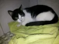 Frajolinha