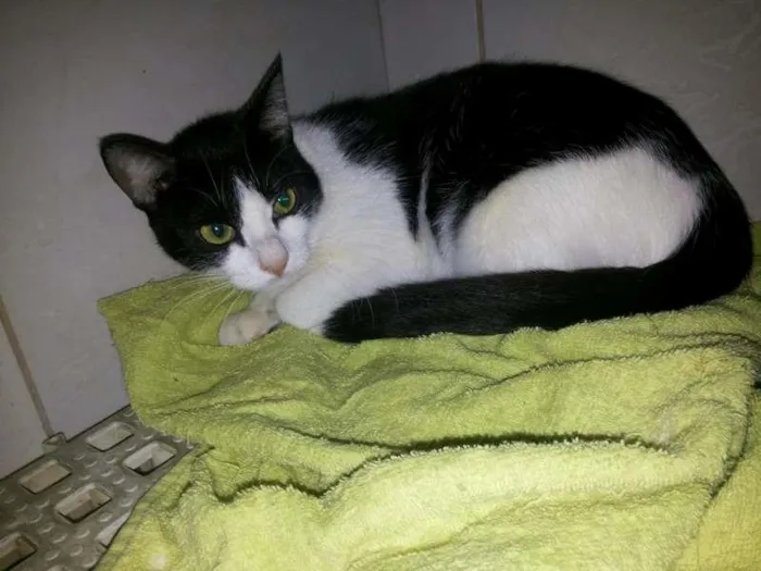 Gato ra a  idade 7 a 11 meses nome Frajolinha