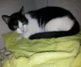 Frajolinha