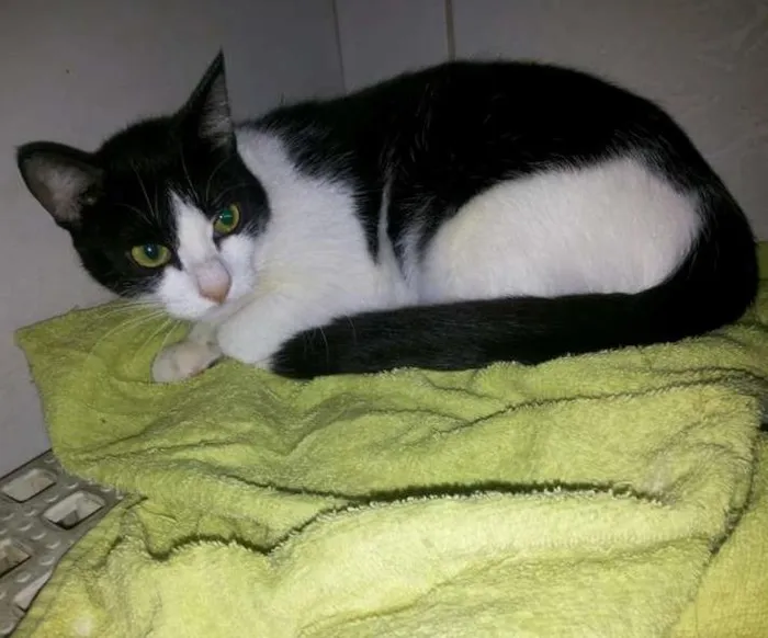Gato ra a  idade 7 a 11 meses nome Frajolinha