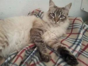 Gato raça Sr idade 2 anos nome Patrick