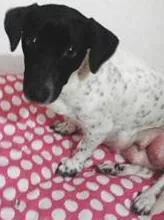 Cachorro ra a Indefinida (parece fox) idade 1 ano nome sem nome