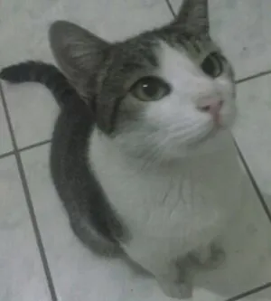 Gato raça  idade 2 anos nome Filho
