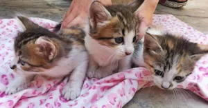 Gato raça Brasileiro do Pelo curto idade Abaixo de 2 meses nome Ainda sem nome