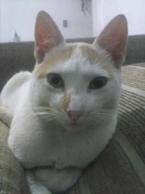 Gato raça  idade 1 ano nome Carinhoso