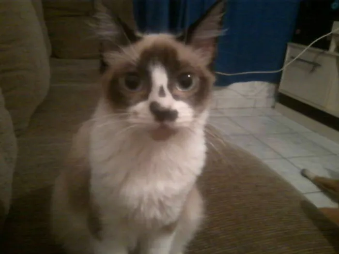 Gato ra a idade 7 a 11 meses nome Cristina