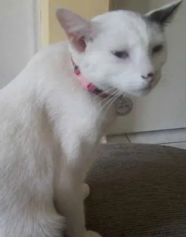 Gato ra a idade 1 ano nome Shakira
