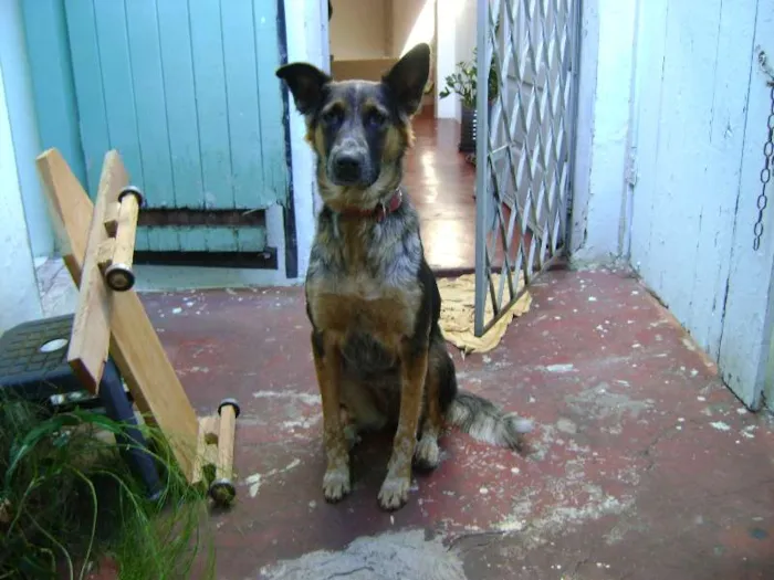 Cachorro ra a Pastor Alemão idade 4 anos nome nina
