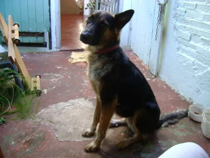 Cachorro ra a Pastor Alemão idade 4 anos nome nina