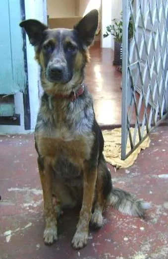 Cachorro ra a Pastor Alemão idade 4 anos nome nina