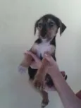 NICO