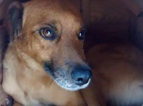 Cachorro ra a SRD idade  nome Sandro