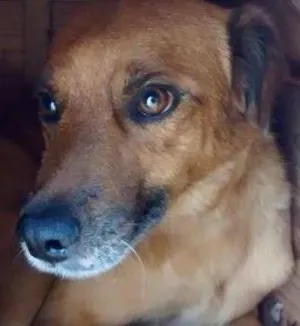 Cachorro raça SRD idade  nome Sandro
