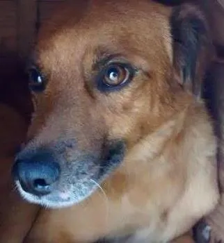 Cachorro ra a SRD idade  nome Sandro