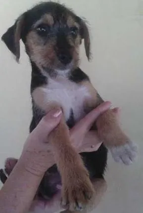 Cachorro ra a VIRA LATA idade 2 a 6 meses nome NICO