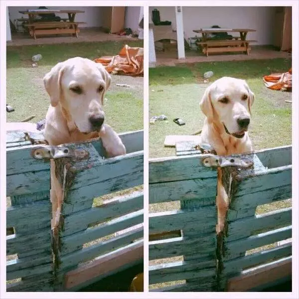 Cachorro ra a Labrador idade 4 anos nome Max