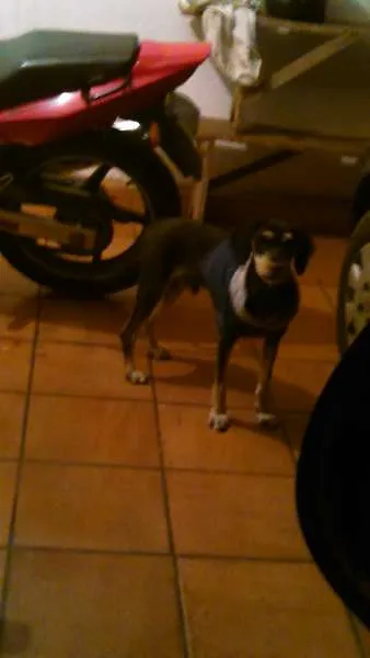 Cachorro ra a  idade 2 anos nome Zé