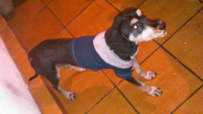 Cachorro ra a  idade 2 anos nome Zé