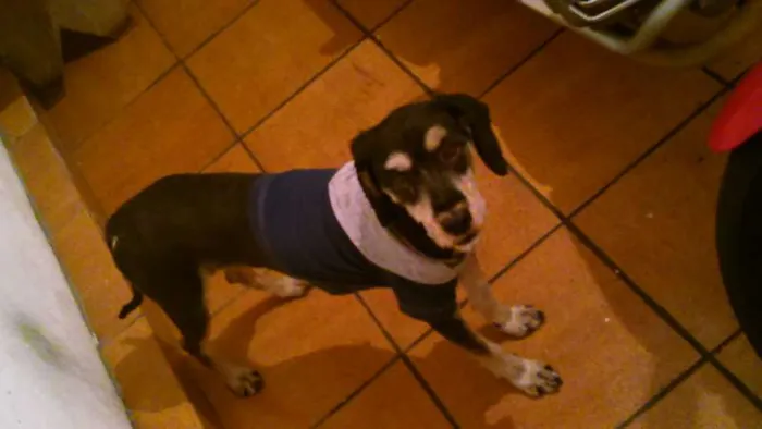 Cachorro ra a  idade 2 anos nome Zé