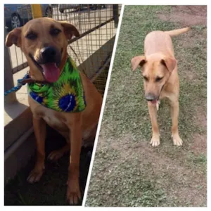 Cachorro raça SRD idade 2 anos nome Amigao