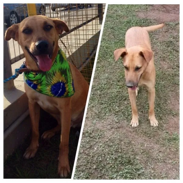 Cachorro ra a SRD idade 2 anos nome Amigao