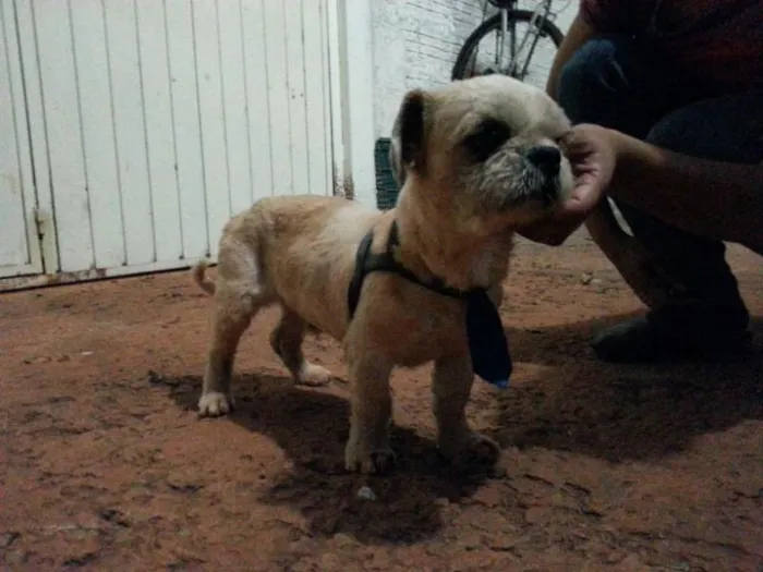 Cachorro ra a Shitzu idade  nome Encontrado