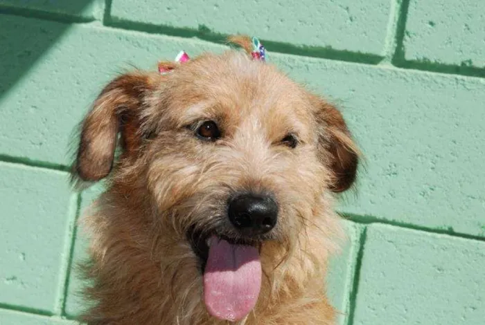Cachorro ra a SRD idade 2 anos nome FLORA - Uma graça d